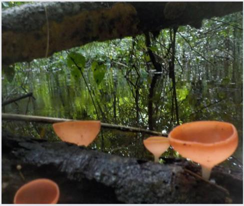 Canto De La Selva Jungle Lodge Selva Lacandona Chiapas Galaxia المظهر الخارجي الصورة