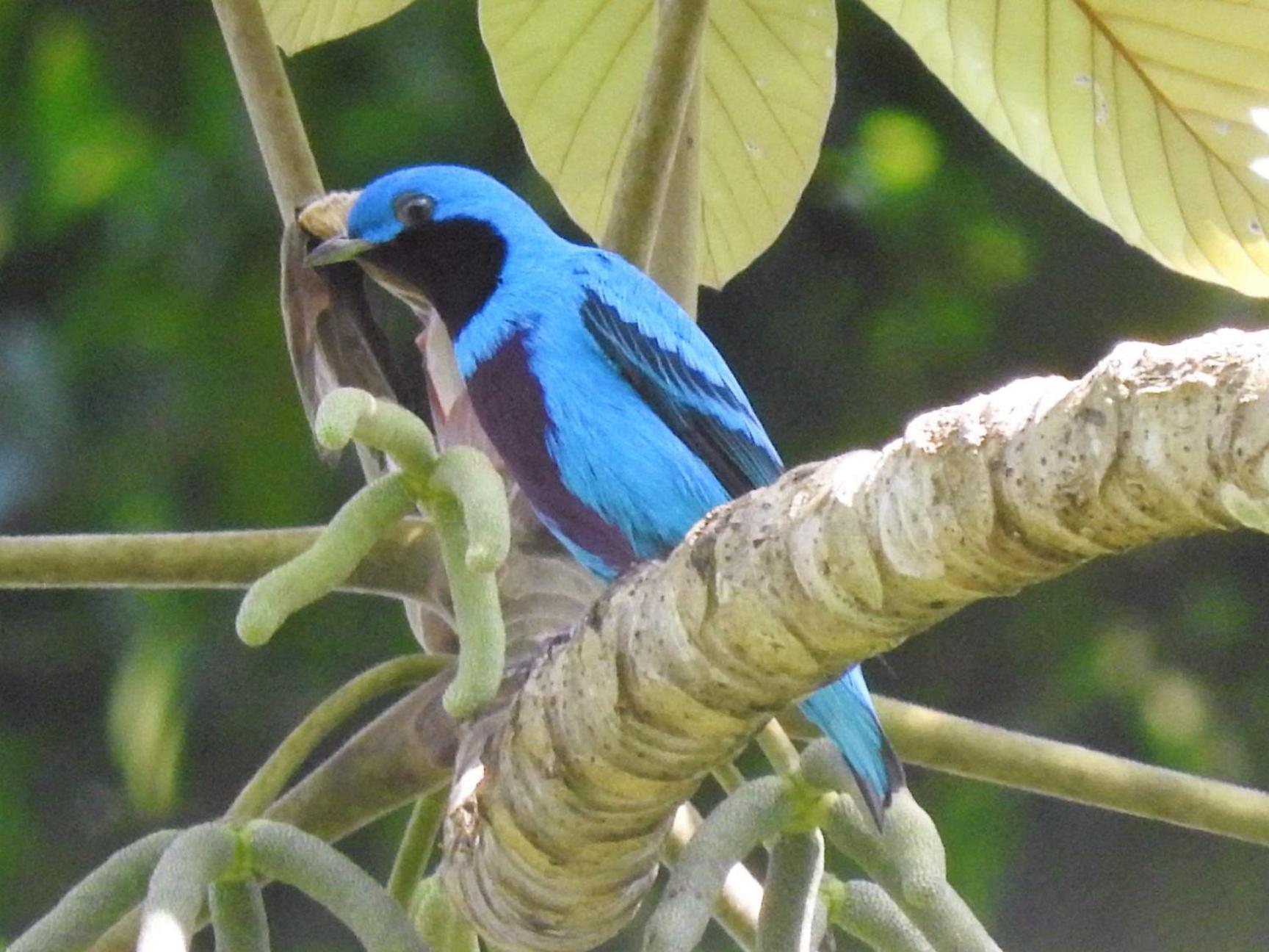 Canto De La Selva Jungle Lodge Selva Lacandona Chiapas Galaxia المظهر الخارجي الصورة