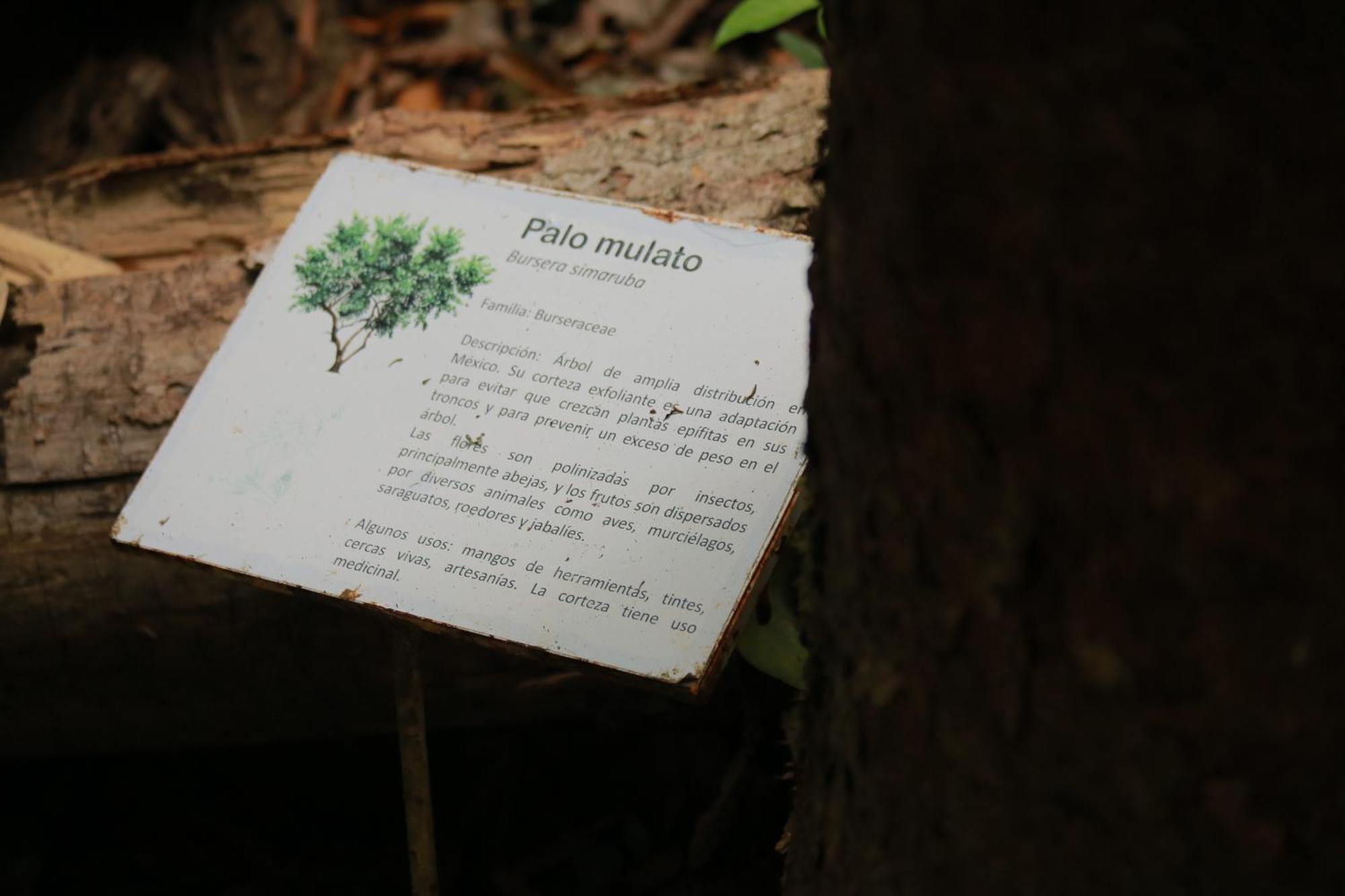 Canto De La Selva Jungle Lodge Selva Lacandona Chiapas Galaxia المظهر الخارجي الصورة